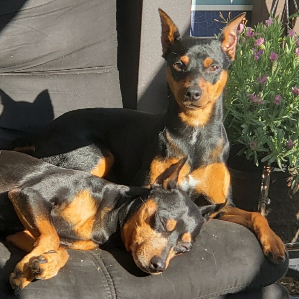 Meet your Posher, Al